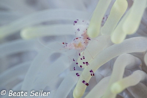 Cleaner Shrimp , Pintuyan house reef , Sony RX100 by Beate Seiler 